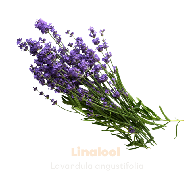 Linalool- Lavender bunch